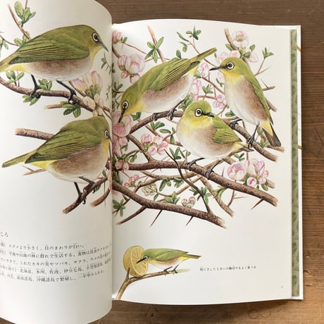 にわやこうえんにくるとり 日本の野鳥／薮内正幸