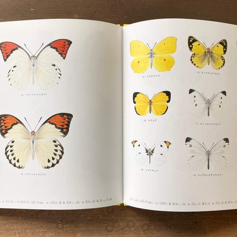 ずかんライブラリー ちょう／大島進一 | MILMOUNTAIN STORE