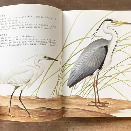 かわやぬまのとり 日本の野鳥／薮内正幸