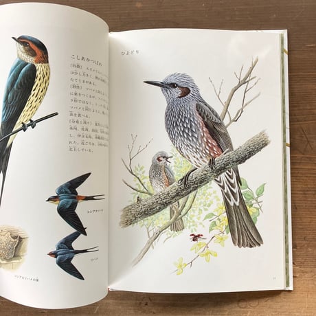 にわやこうえんにくるとり 日本の野鳥／薮内正幸