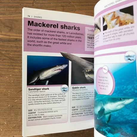 SHARKS＜Pocket Genius＞