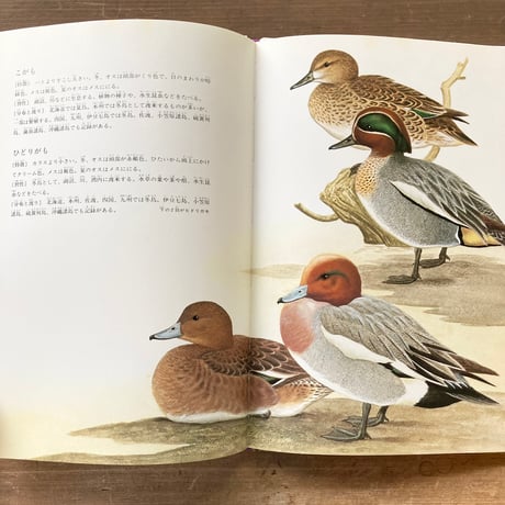 かわやぬまのとり 日本の野鳥／薮内正幸