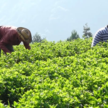 阿波藍茶（100ｇ）