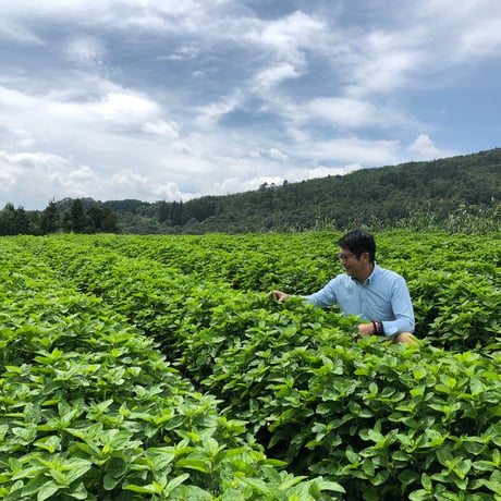 阿波藍茶（100ｇ）