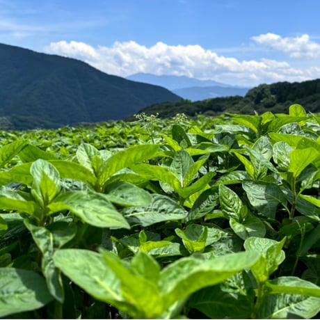 藍ピュアローション
