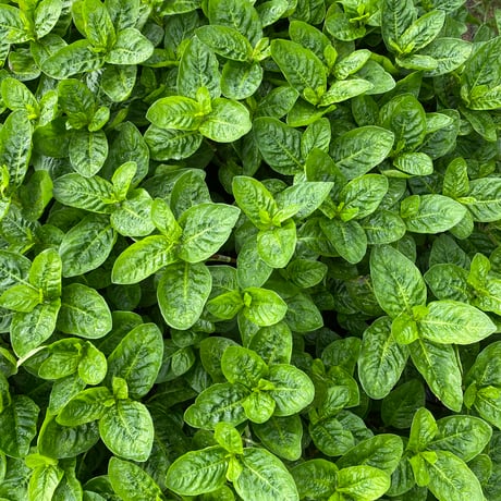 阿波藍茶（100ｇ）
