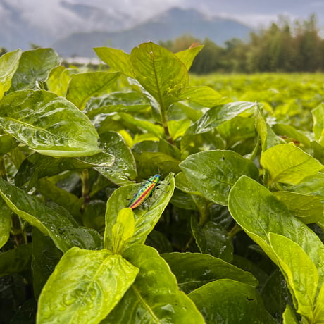 阿波藍茶（100ｇ）