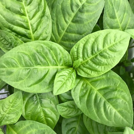 阿波藍茶（100ｇ）