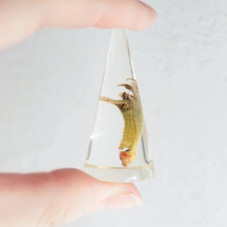 MABATAKI美雨 ルネラリックに魅せられて MABATAKI 美雨(マバタキミウ）