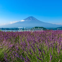 初夏の河口湖のラベンダーと富士山［河口湖町］