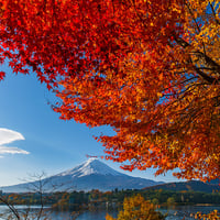河口湖の紅葉と富士山［富士河口湖町］