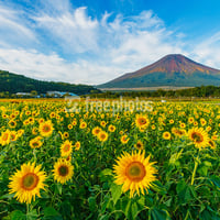 山中湖花の都公園のひまわり（向日葵）と夏の富士山［山中湖村］