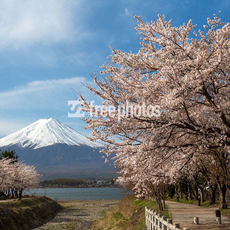 桜と富士 | フリー写真素材 フリーフォトズ
