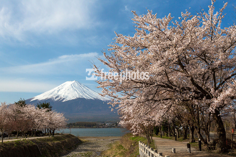 富士山と桜　3号 富士山と桜 3号 桜と富士山 〜日本花旅 河口湖畔 Cherry blossoms