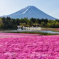 富士本栖湖リゾートからの芝桜と富士山［富士河口湖町］