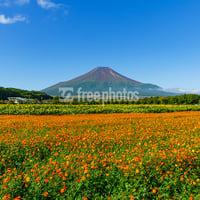 山中湖花の都公園からの 黄花コスモスと富士山［山中湖村］