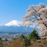 富士吉田市からの桜と富士山［富士吉田市］