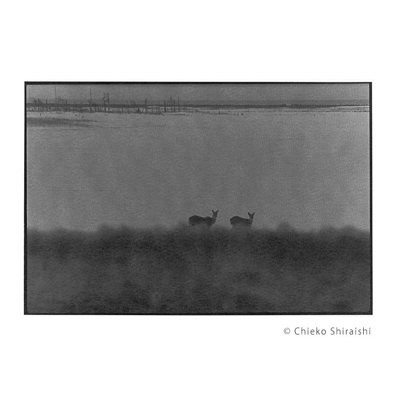 白石ちえこ「鹿渡り」04（受注） | URESICA