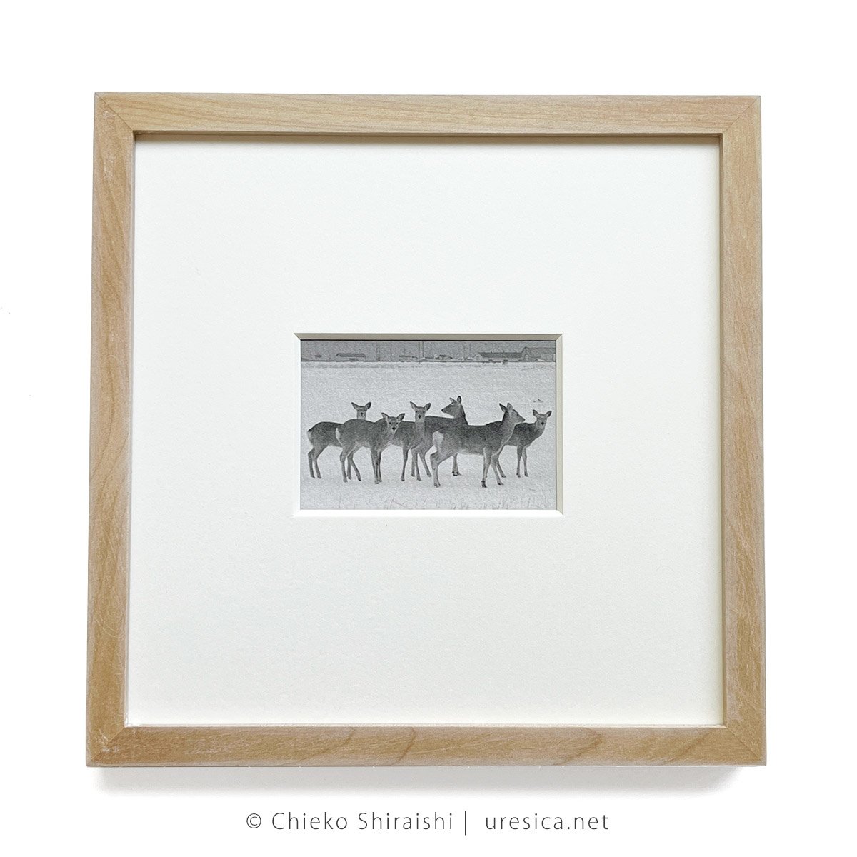 【初版】白石ちえこ / 鹿渡り 蒼穹舎 fit=scale-down,w=1200