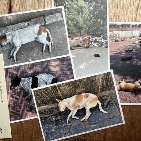 ダイ小林『インドのねている犬』ポストカード5枚組