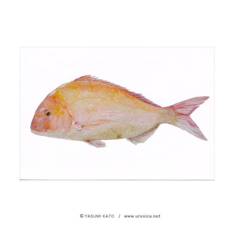 加藤休ミ 魚ポストカード（真鯛）