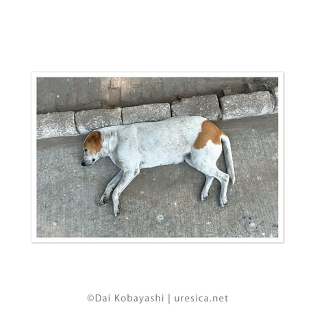 ダイ小林『インドのねている犬』ポストカード5枚組