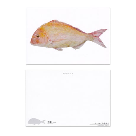 加藤休ミ 魚ポストカード（真鯛）