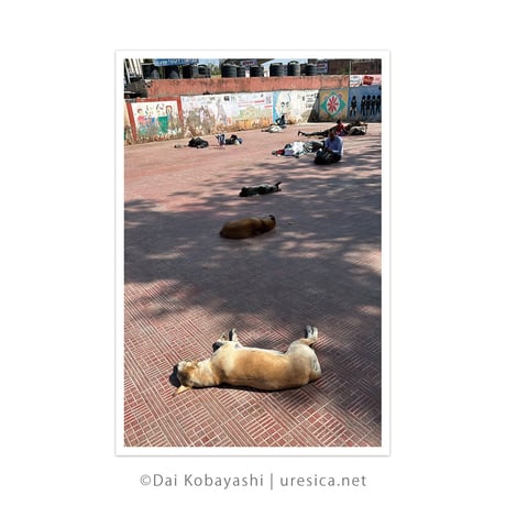 ダイ小林『インドのねている犬』ポストカード5枚組