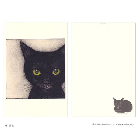 坂本千明　ポストカード（猫）