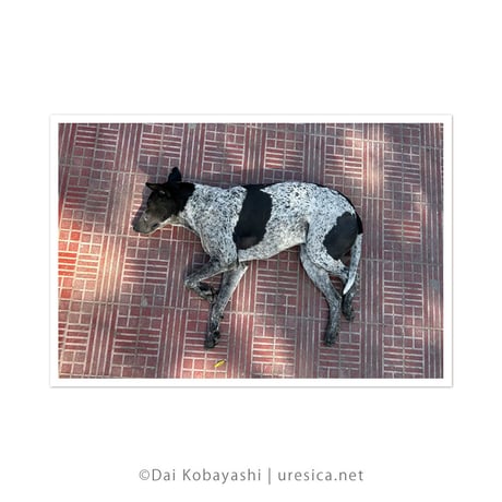 ダイ小林『インドのねている犬』ポストカード5枚組