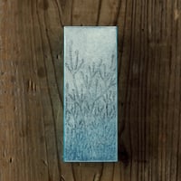箱（植物）HAKOSICA x 坂本千明