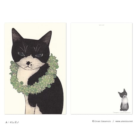 坂本千明　ポストカード（猫）