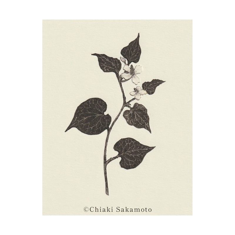 坂本千明・紙版画（シートのみ） 2022年 サイン入り 坂本千明『ぼくはいしころ』原画展 | 本屋 Title