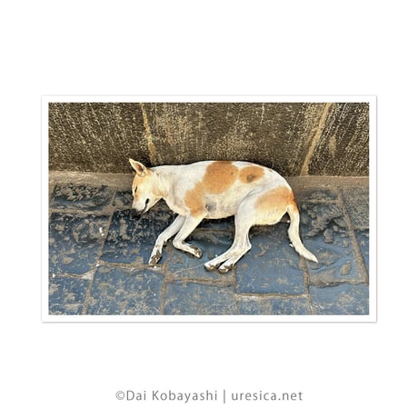 ダイ小林『インドのねている犬』ポストカード5枚組