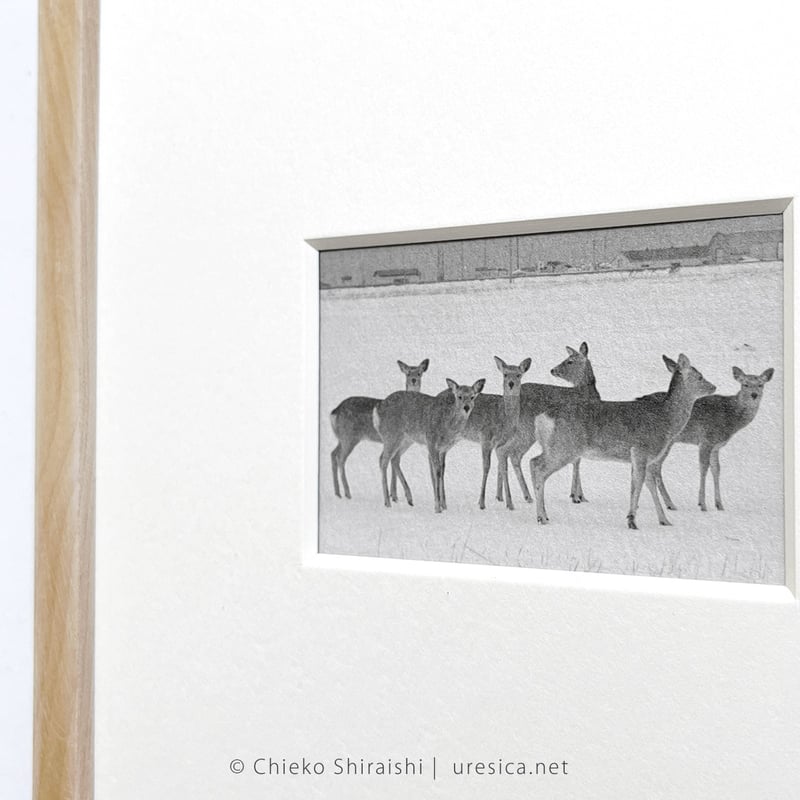 【初版】白石ちえこ / 鹿渡り 蒼穹舎 初版】白石ちえこ / 鹿渡り 蒼穹舎