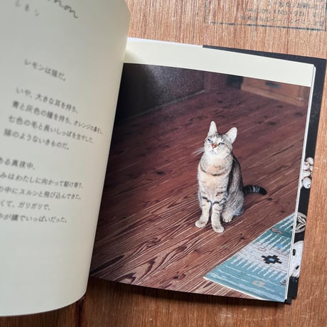 『小菅幸子　陶器の小さなブローチ』