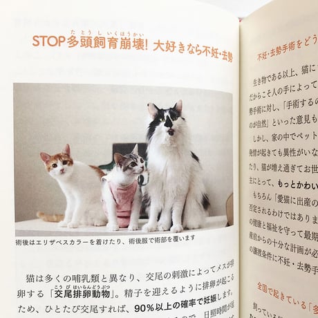『猫からのおねがい 猫も人も幸せになれる迎え方&暮らし 』