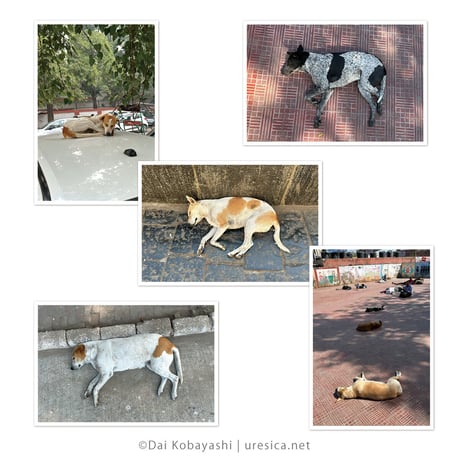 ダイ小林『インドのねている犬』ポストカード5枚組