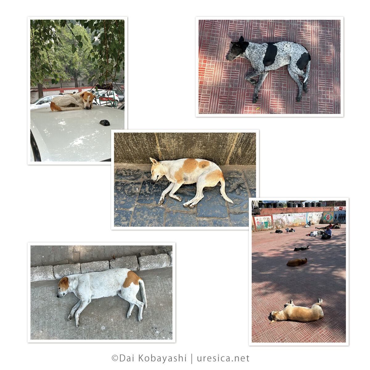 犬の根占(内部春画) ダイ小林『インドのねている犬』ポストカード5枚組 | URESICA