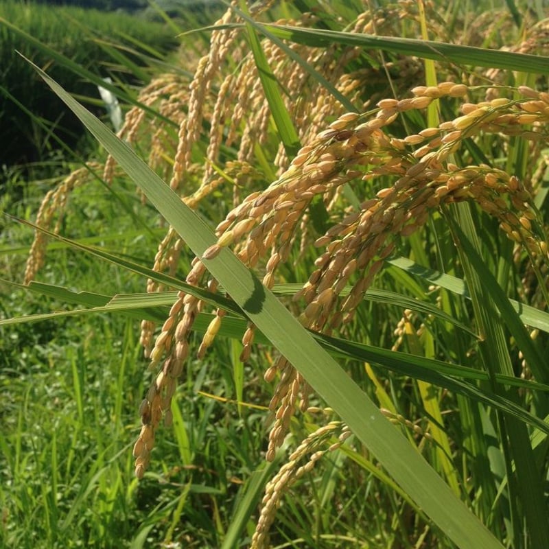 令和7年度 有機JAS みどり豊 10kg | Naturalism market