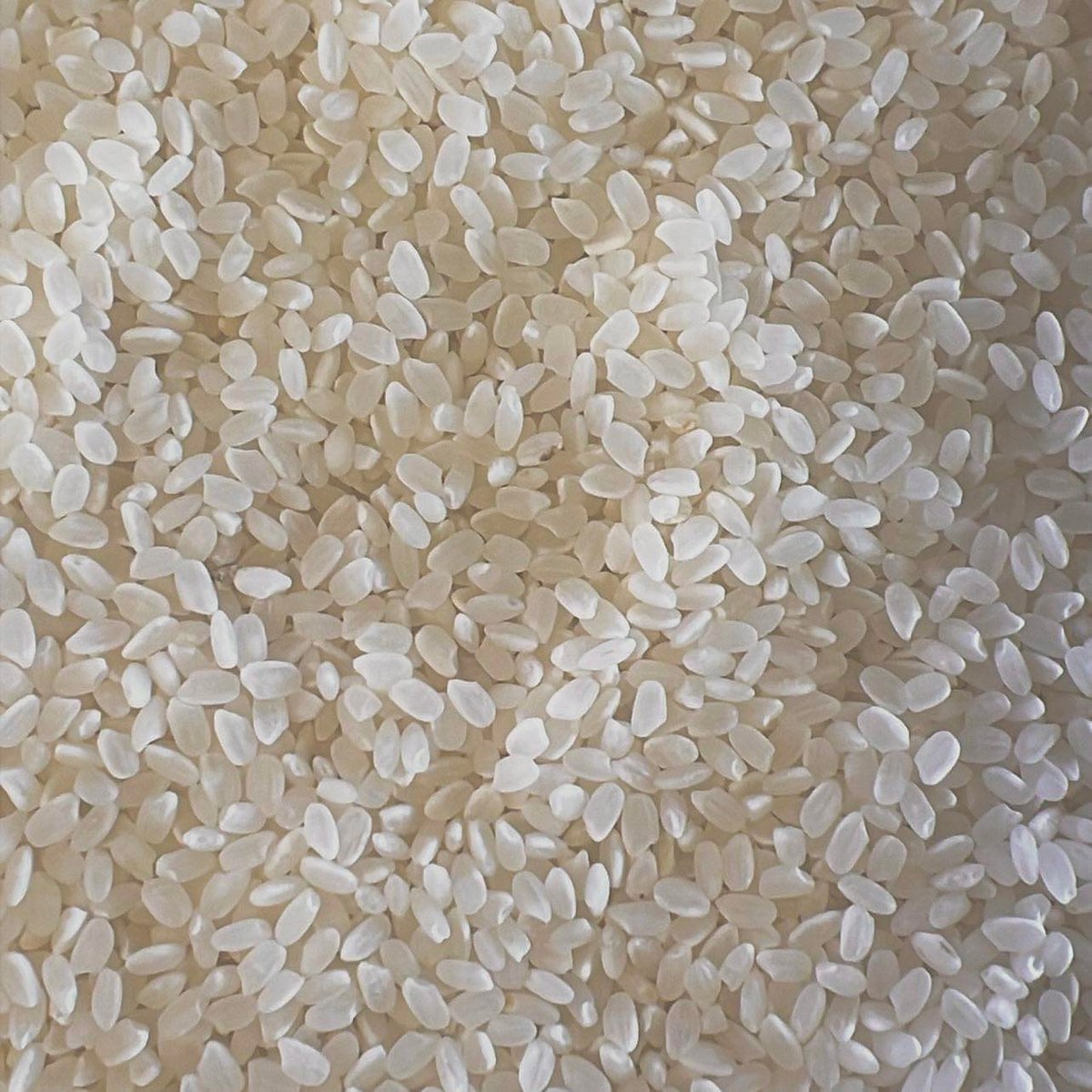 令和7年度 有機JAS みどり豊 10kg | Naturalism market