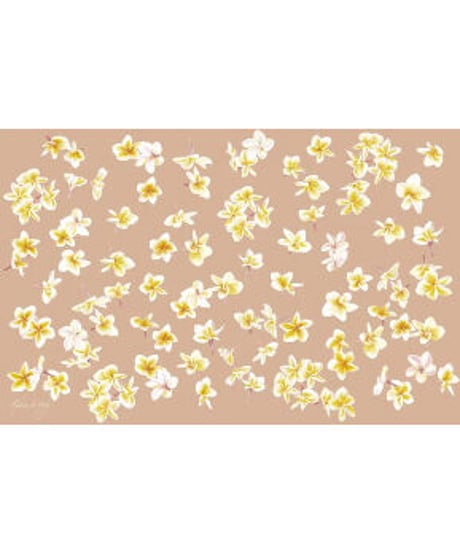 Aloha De Mele  パレオ  PUA MELIA  HNLS03433-69920
