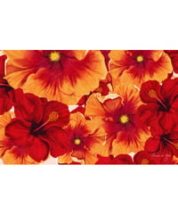 Aloha De Mele  パレオ  Summer20  HNLS03579-09720