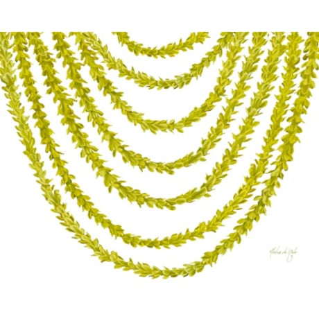 アロハデメレ | STORES