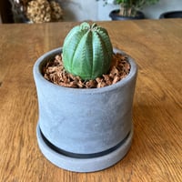 ユーフォルビア　’オベザ’