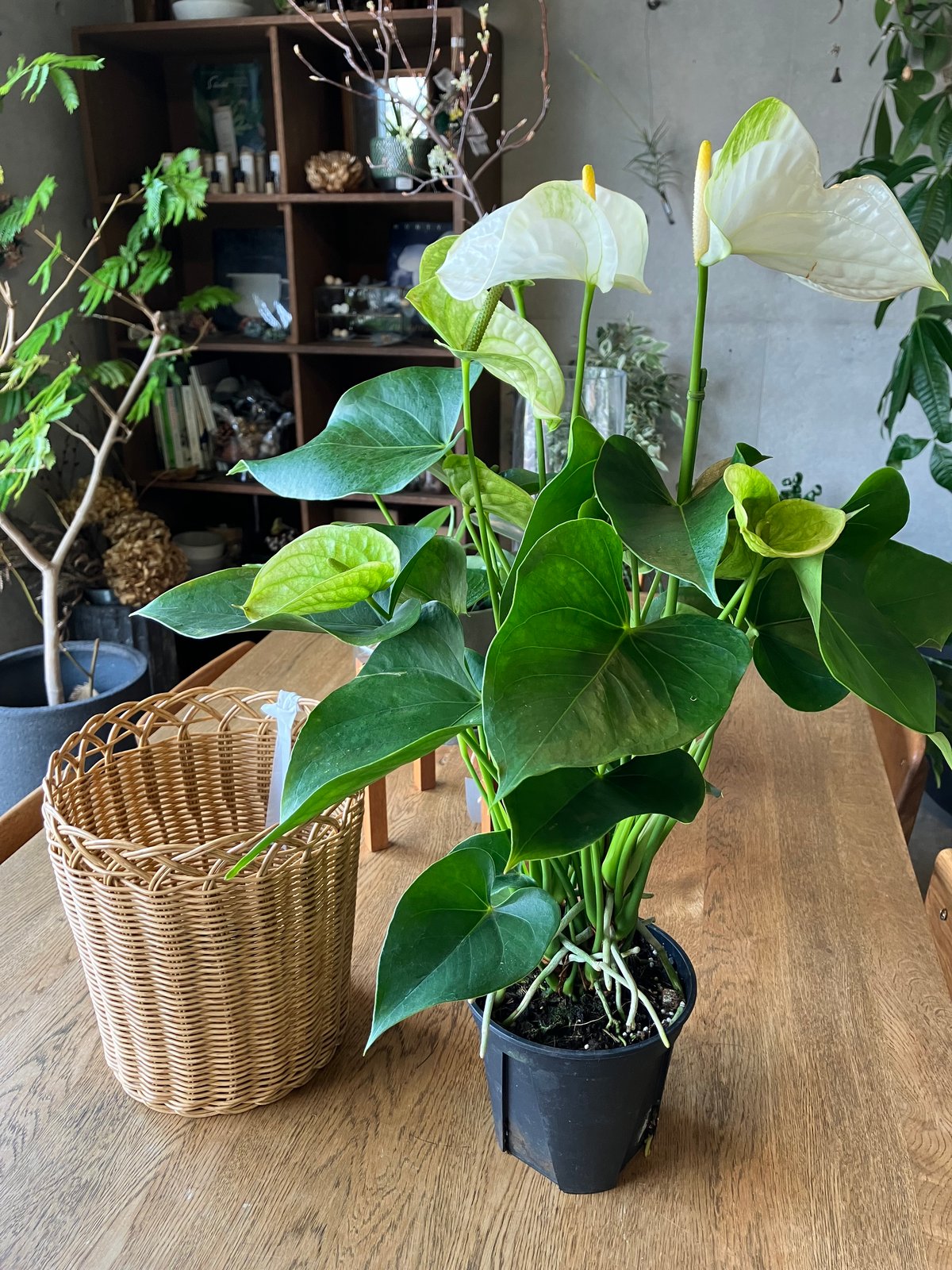 151 Zamora Queen ザモラクイーン　アンスリウムAnthurium 151 Zamora Queen ザモラクイーン アンスリウムAnthurium 希少