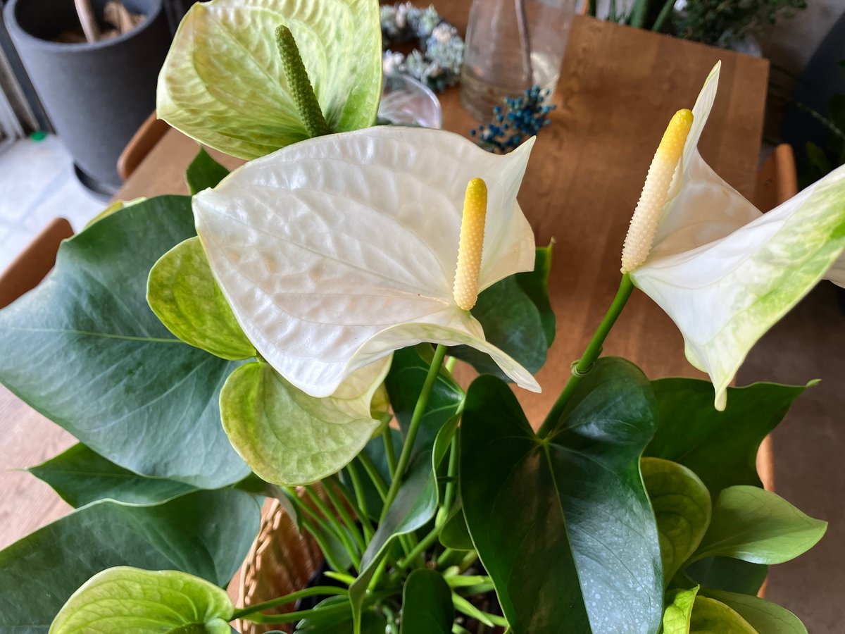 アンスリウム”サモラ” | aila - LIVING WITH GARDEN - 観葉植物と