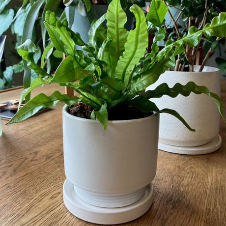 希少　アスプレニウムcf.ノルマーレ アスプレニウム cf. ノルマーレ（Asplenium cf. normale