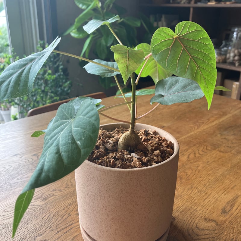 フィカス　ペティオラリス フィカス 'ペティオラリス' | aila - LIVING WITH GARDEN - 観葉