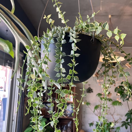 ディスキディア | STORES